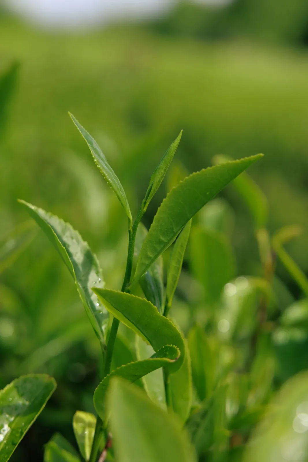 A tea plant's leaves ready for picking, two leaves and a bud