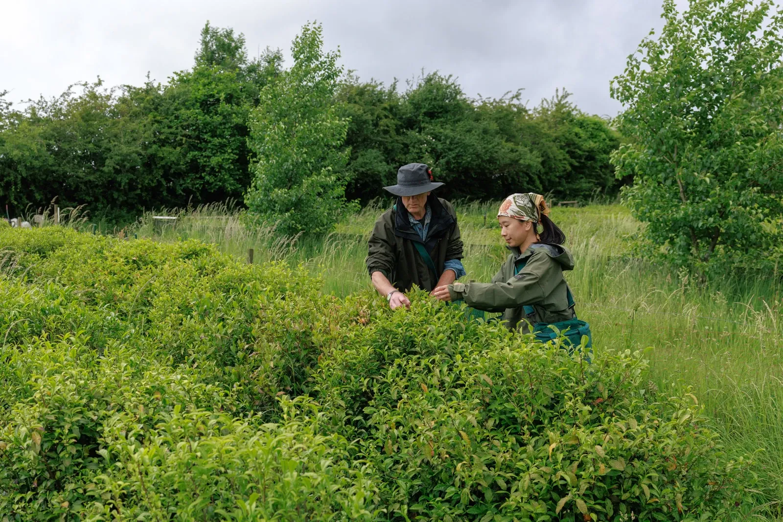 Tea farmers pick tea amongst a biodiverse, companion planted tea farm