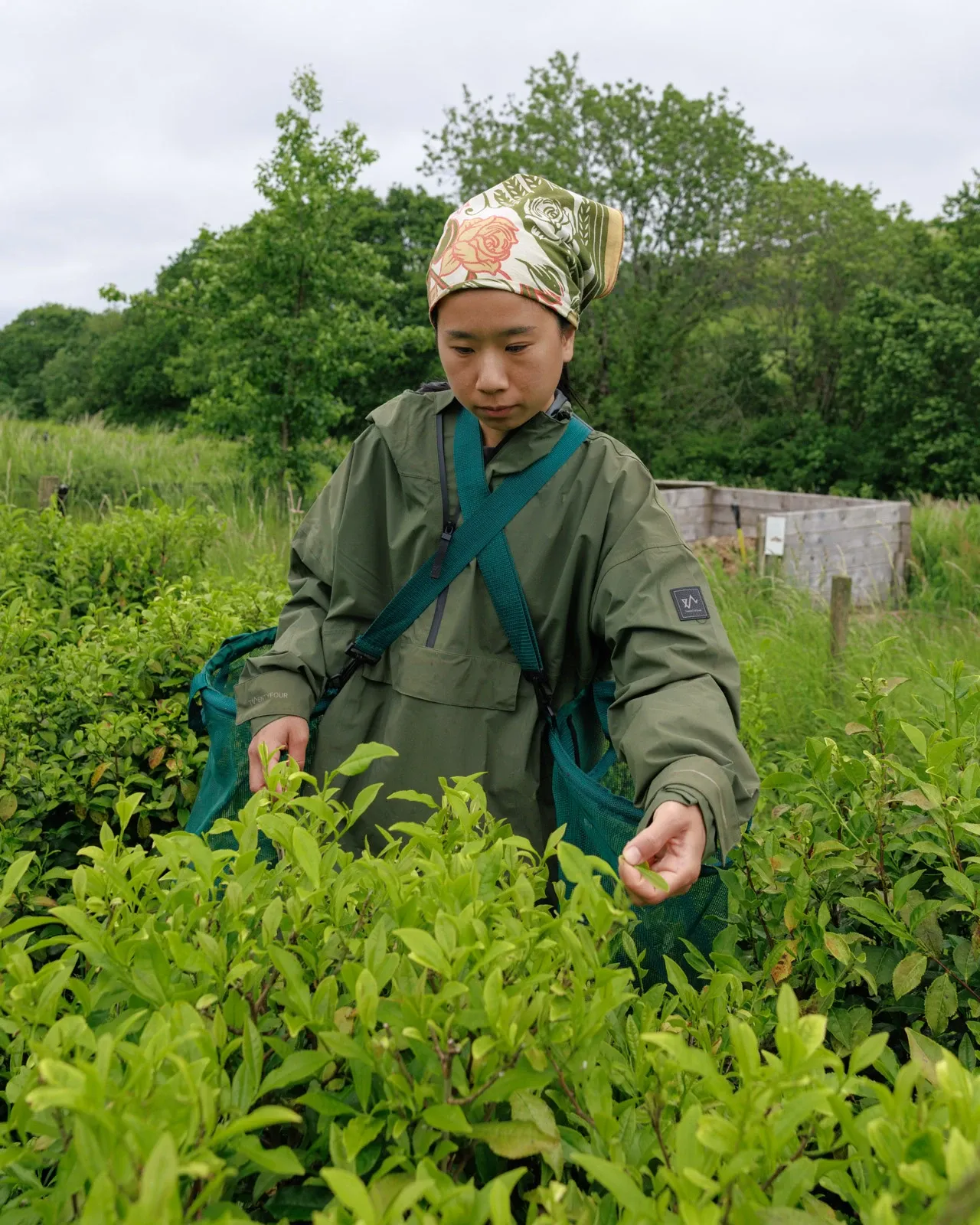 Tea farmer Yuki picks tea with her two bags for storing the leaves