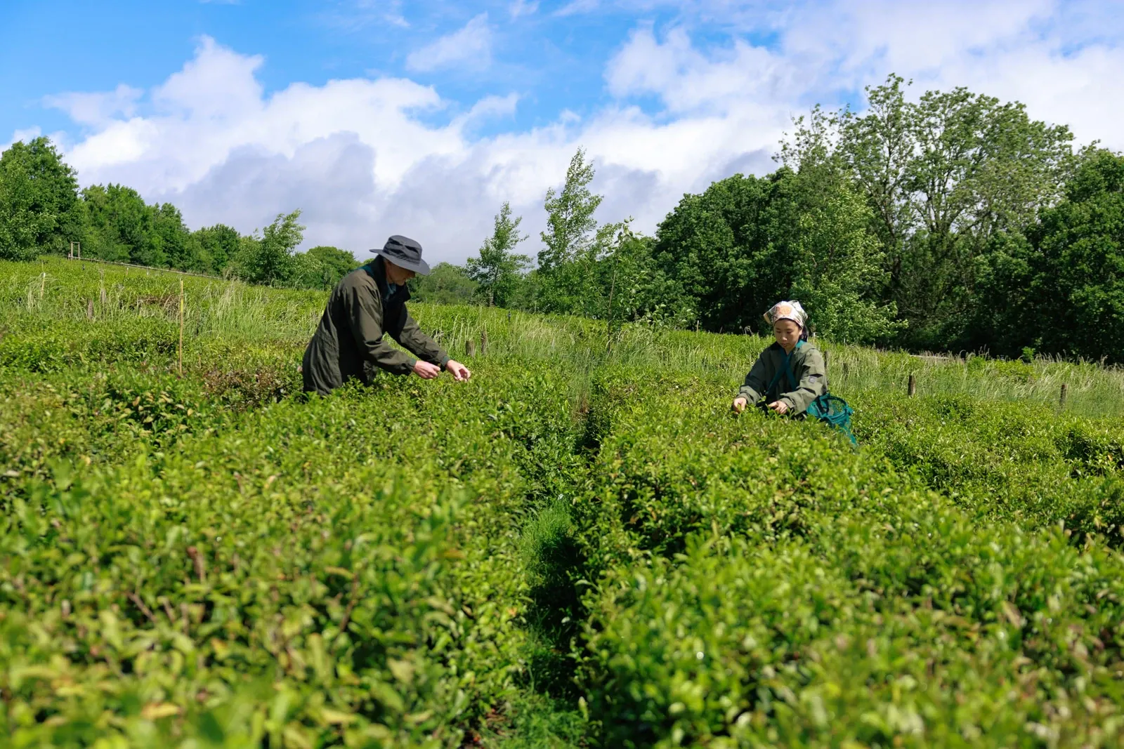 Farmers Jo and Yuki pick tea