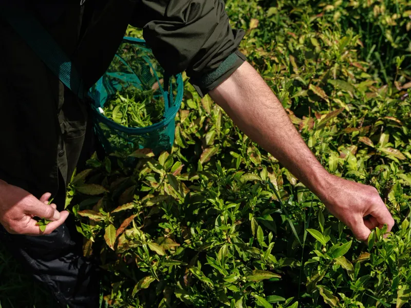 Dartmoor Tea Estate