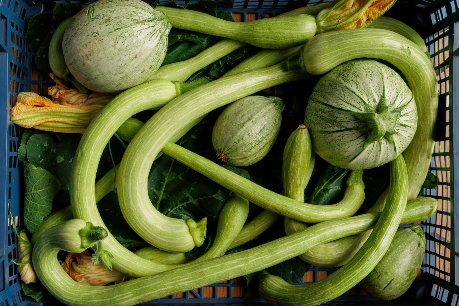A fre3sh harvest of summer squash from the Husbandry School in Devon