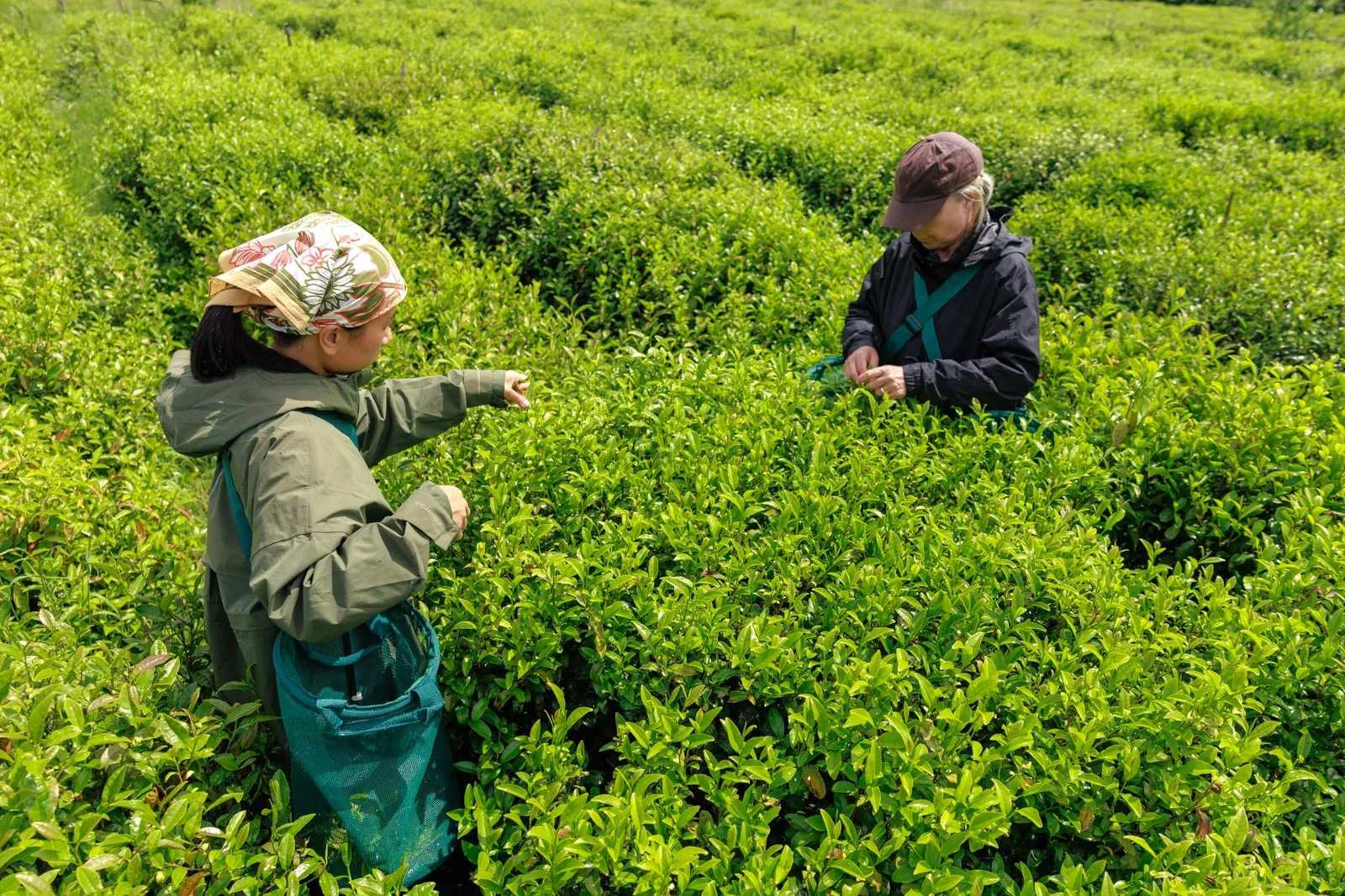 Farmers Yuki and Kathryn pick tea amongst waist high tea plants