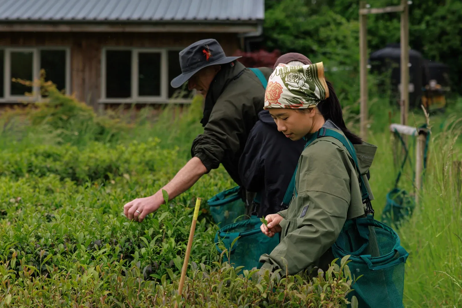 Farmers Jo and Yuki pick tea as they walk back to weigh their yield