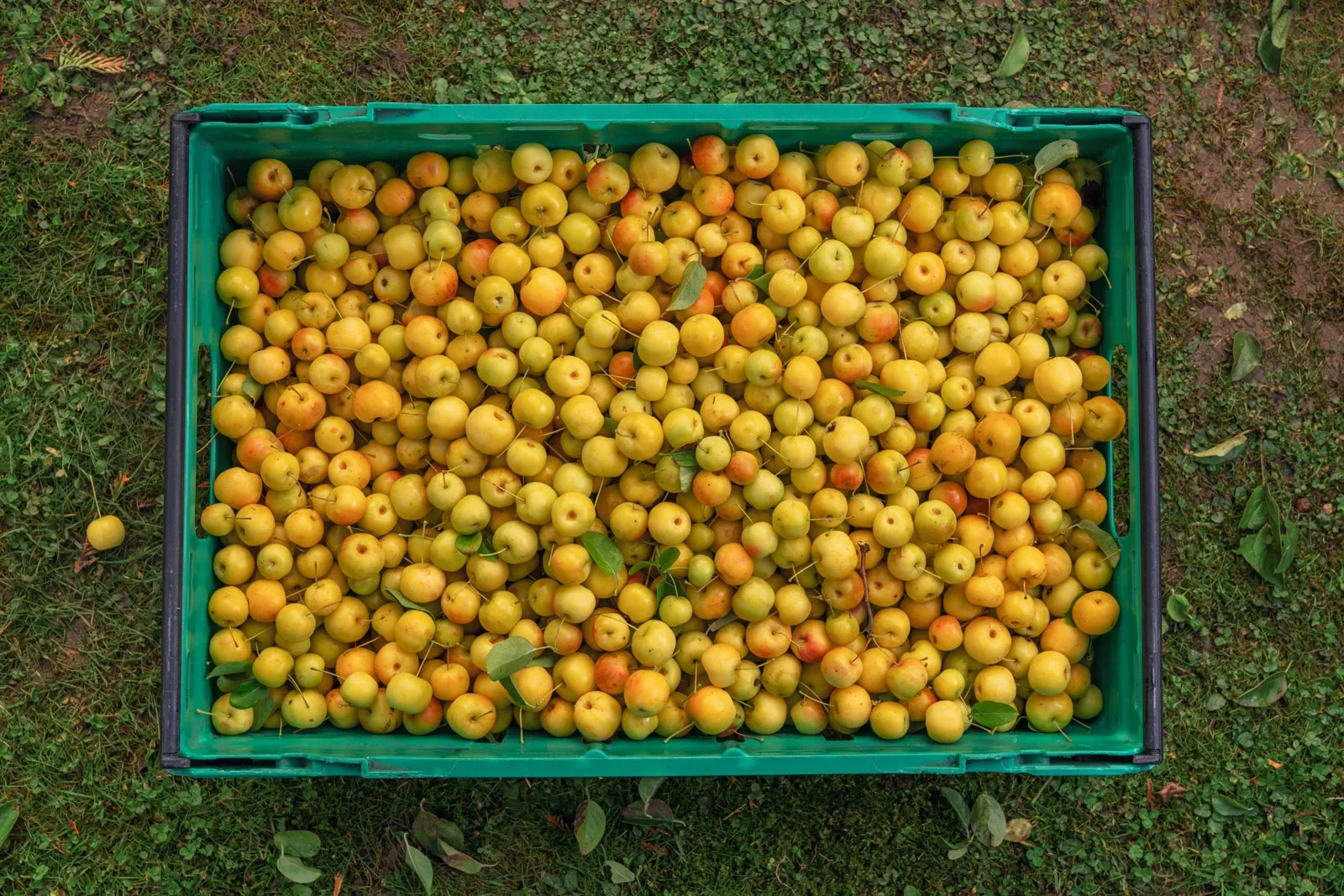 A crate of freshly picked crabapples