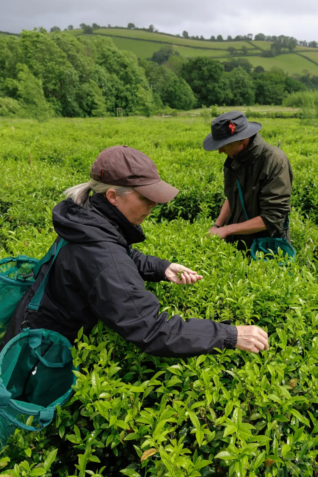 Dartmoor Tea Estate owner Kathryn and Jo pick tea on their farm