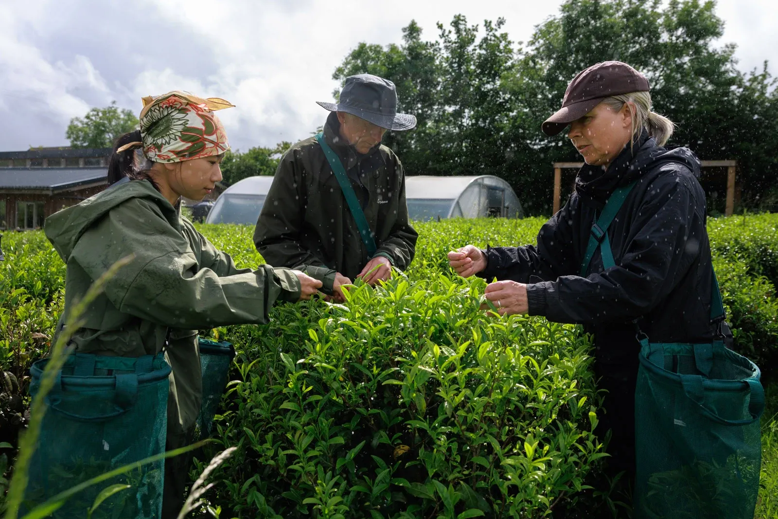 The Dartmoor Tea Estate team pick leaves from a tea bush under a rain shower