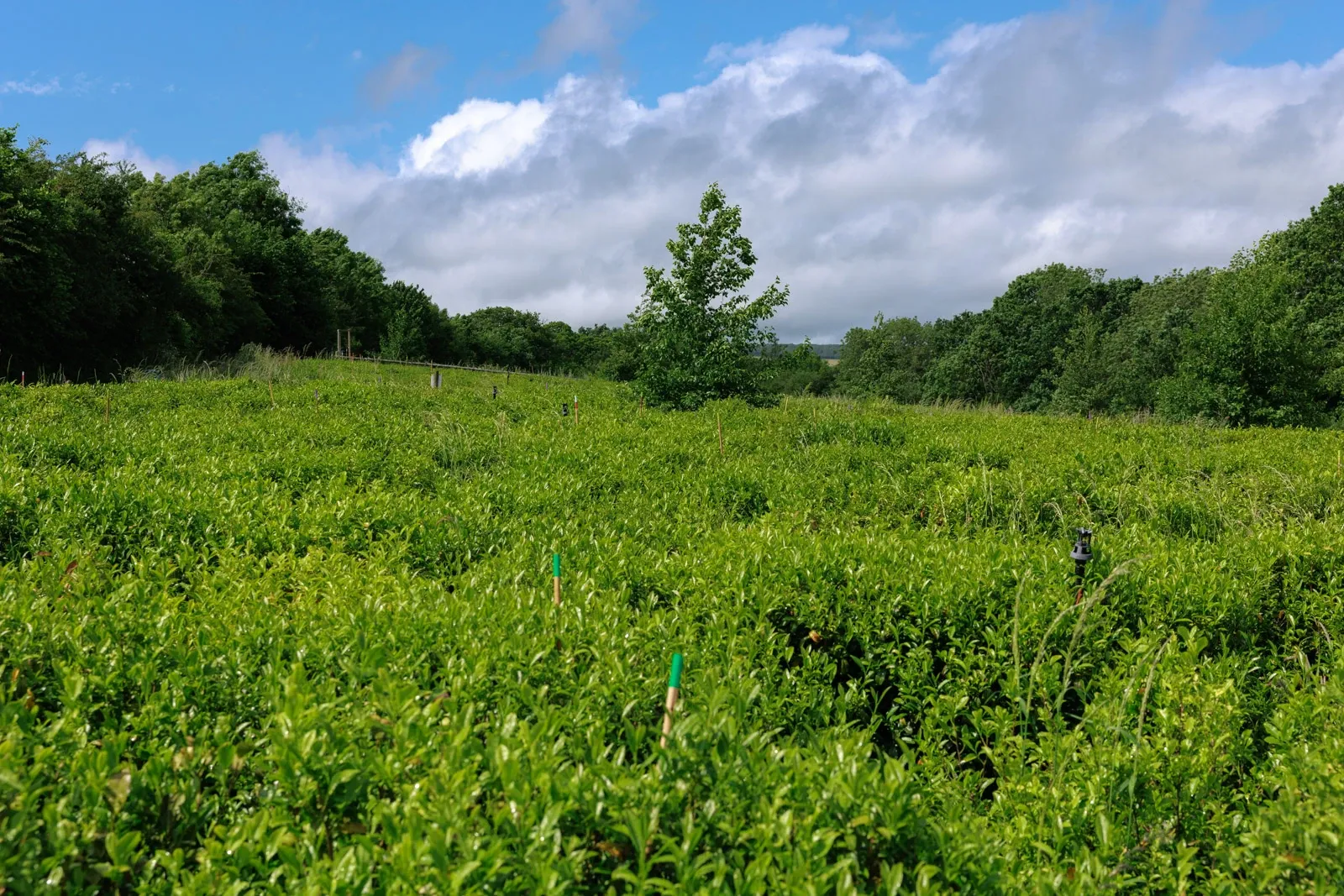 The Dartmoor Tea Estate fields