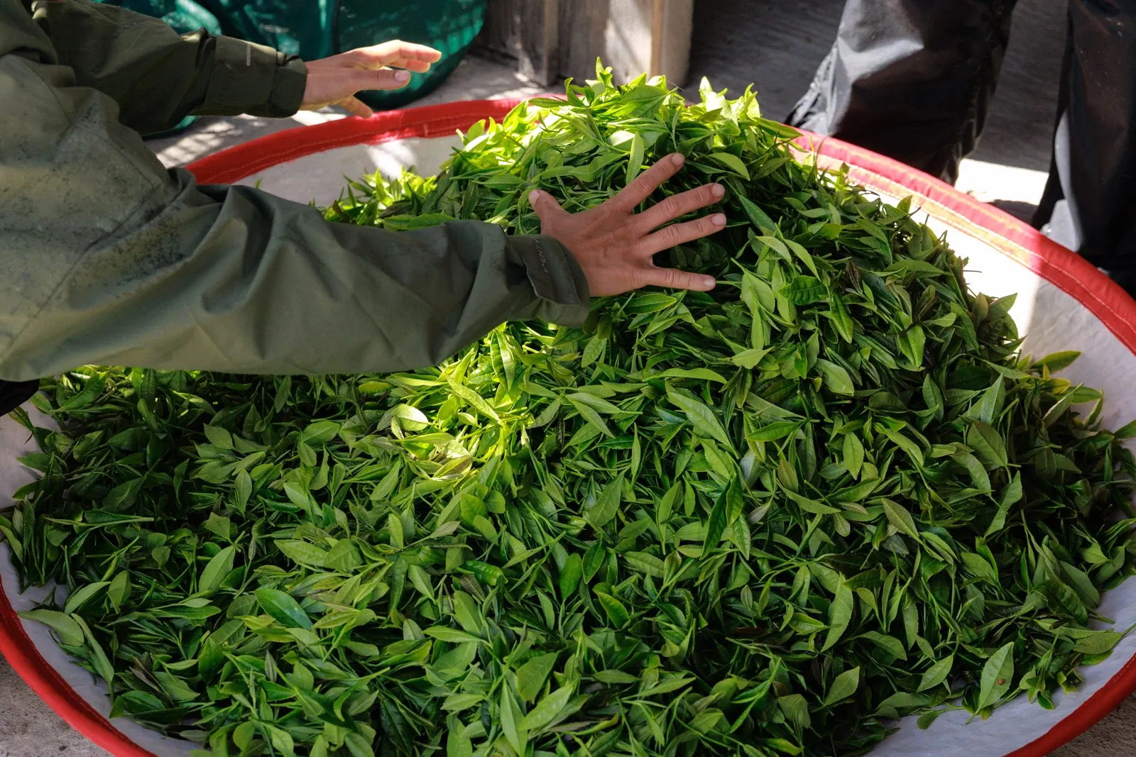 The day's harvest of tea leaves ready to be processed into tea