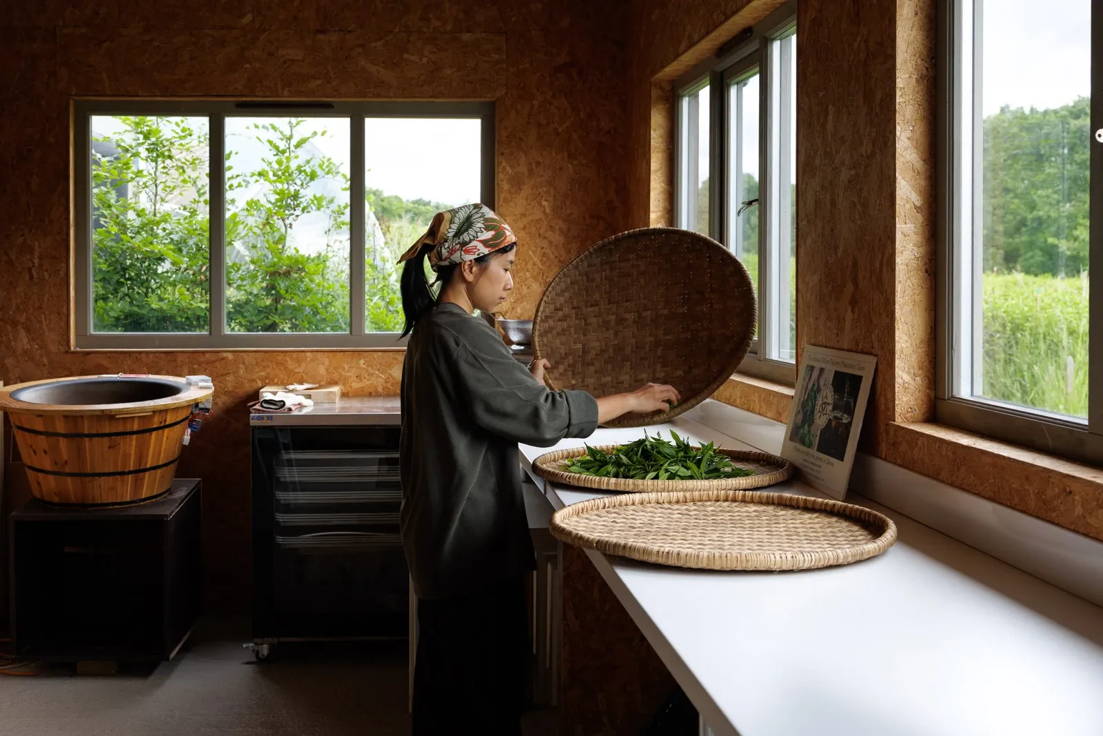 Tea farmer Yuki inspects samples of leaves as part of her analysis of the farm