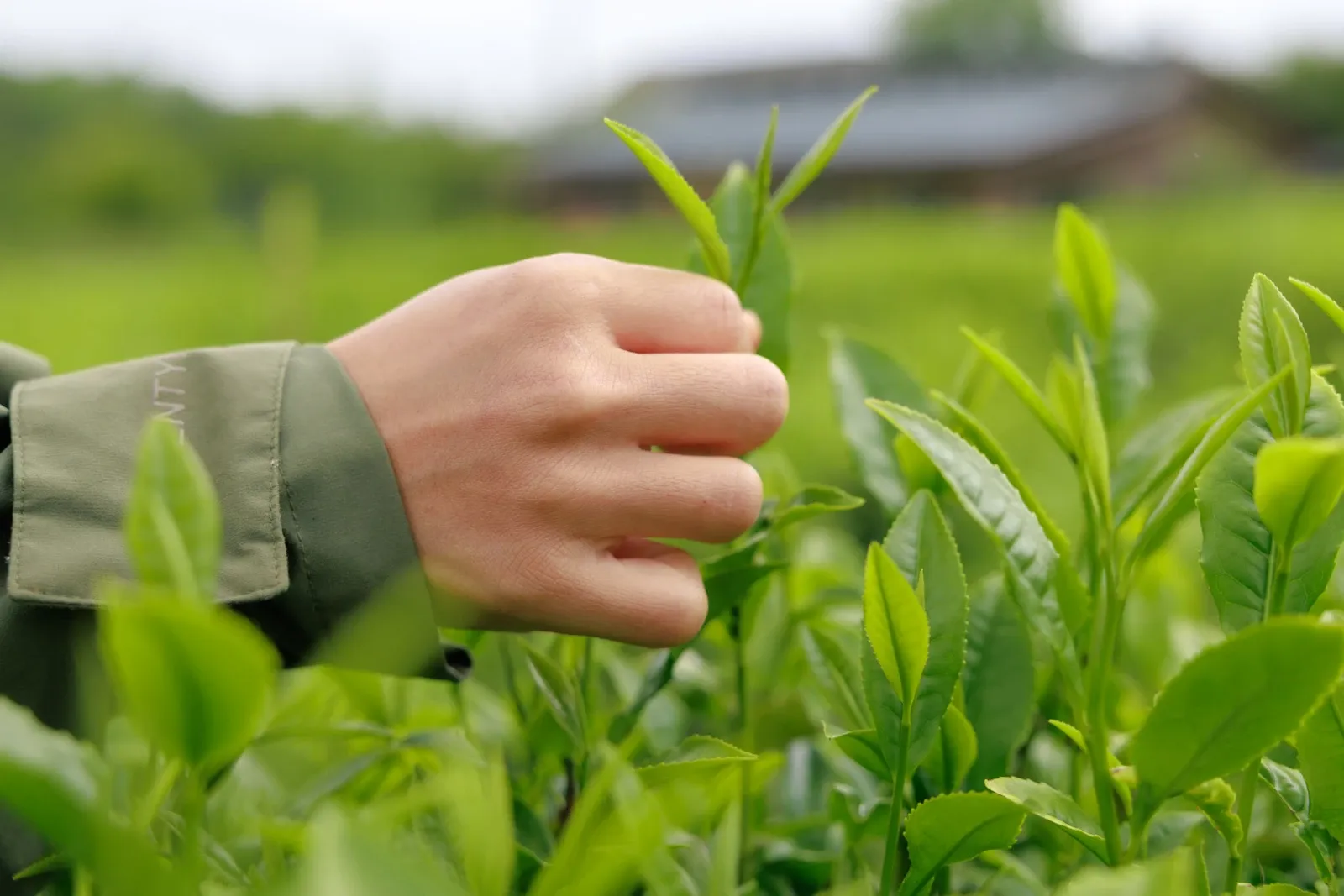 A close up of tea farmer Yuki's hand, picking tea leaves