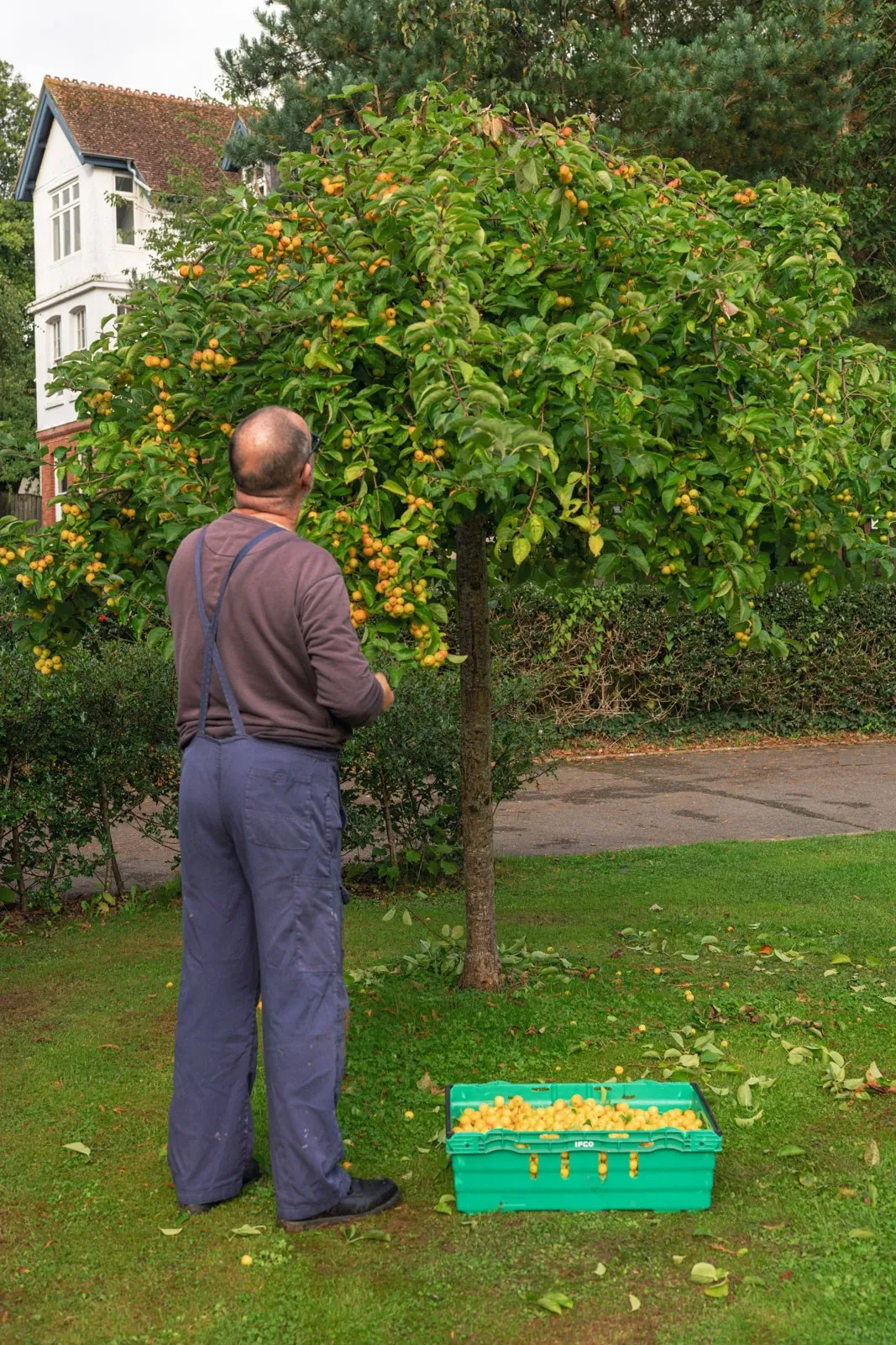 A monk picks crabapples from a tree