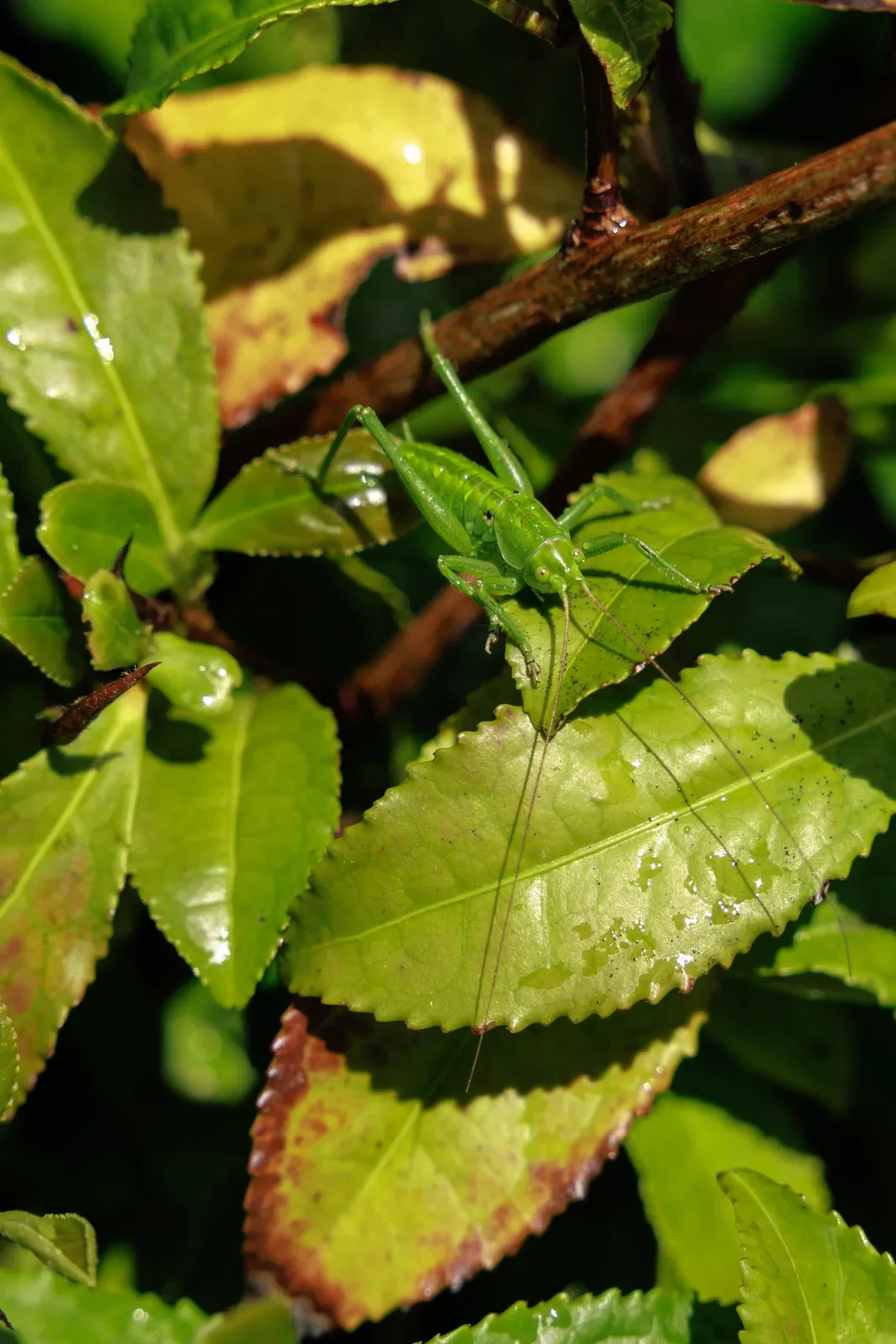 A great green bush-cricket sits on a tea leaf
