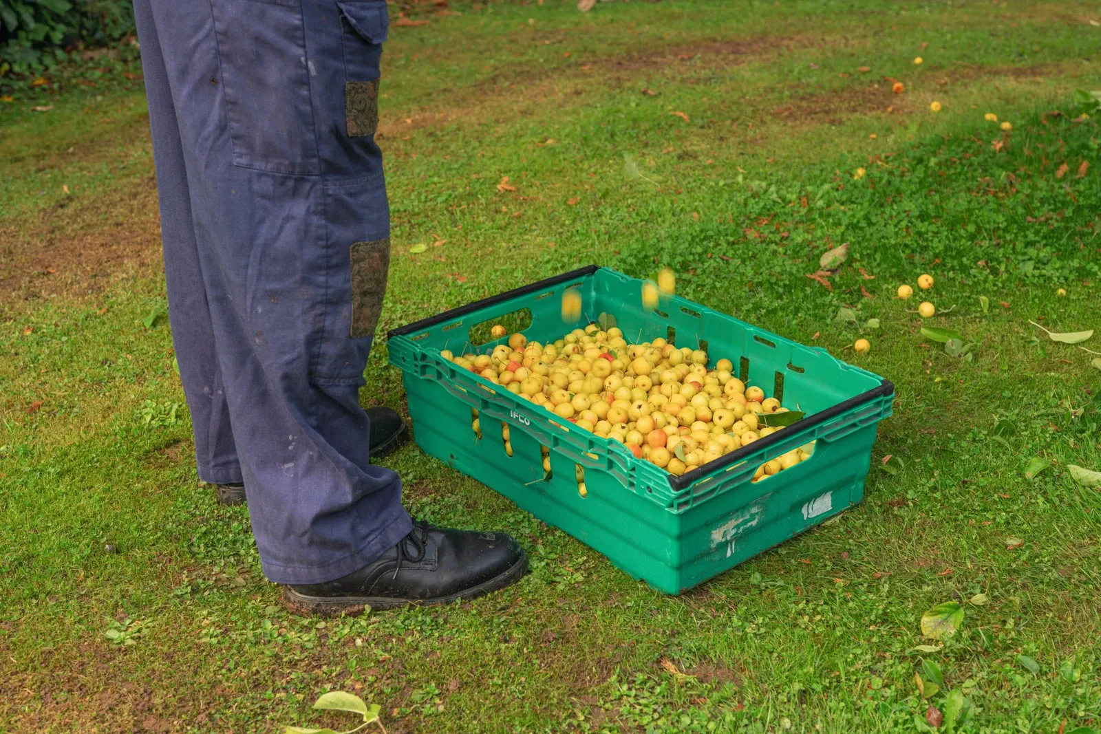 Crabapples being picked and thrown into a box