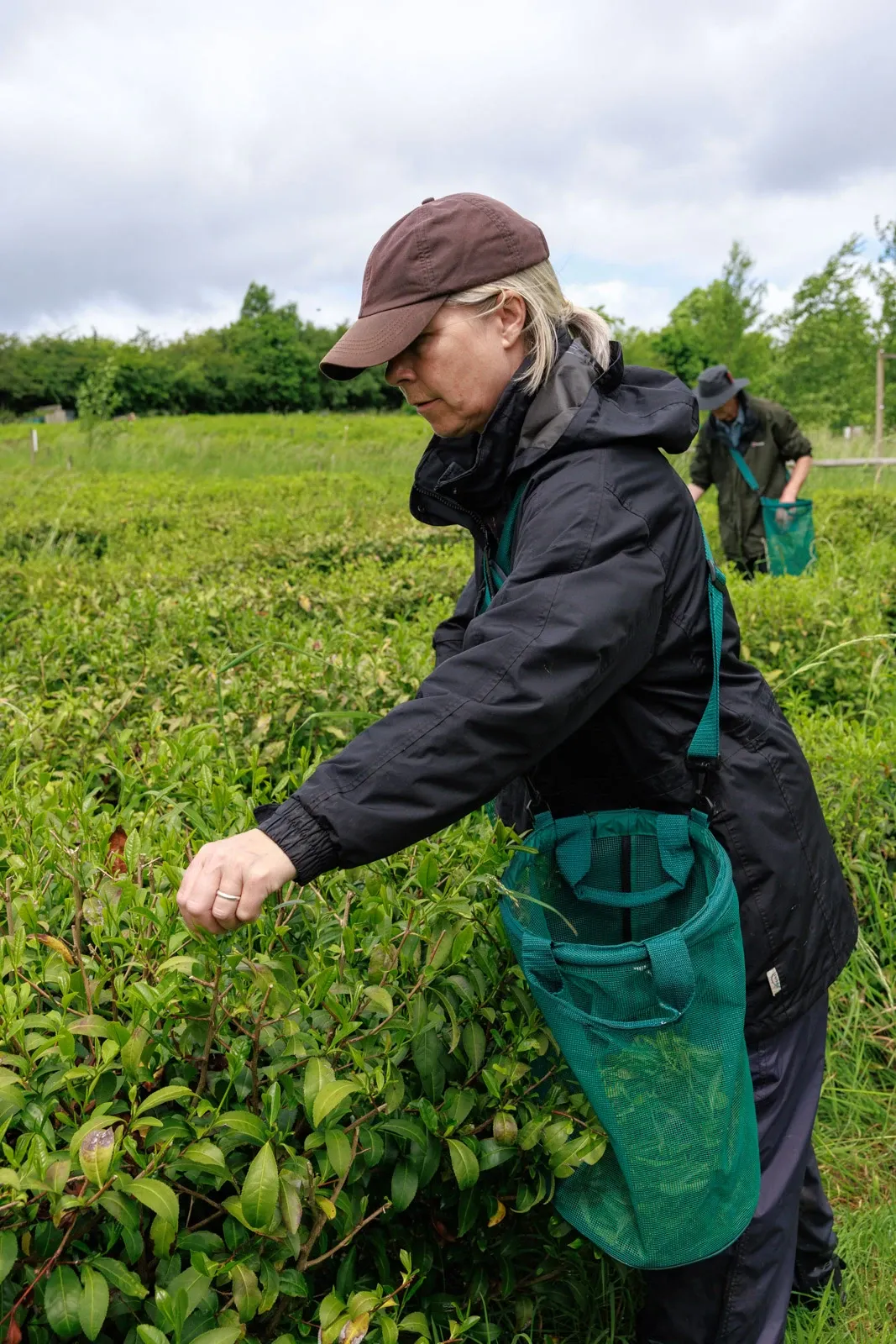 Tea farmer Kathryn picks tea with her bag for storing the leaves