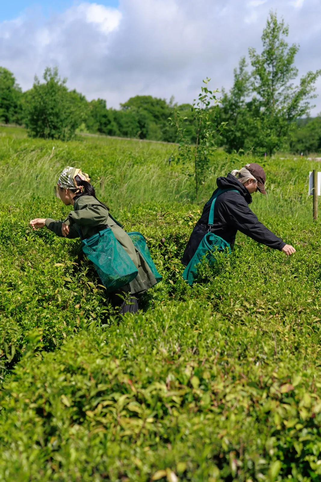 Tea farmers Kathryn and Yuki stretch over the tea plants to pick the leaves