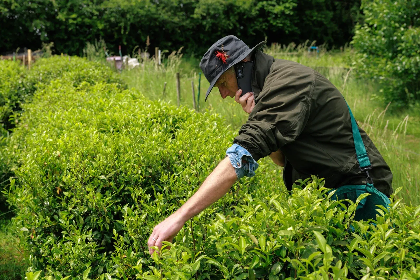 Tea farmer Jo talks on the phone while he picks tea leaves