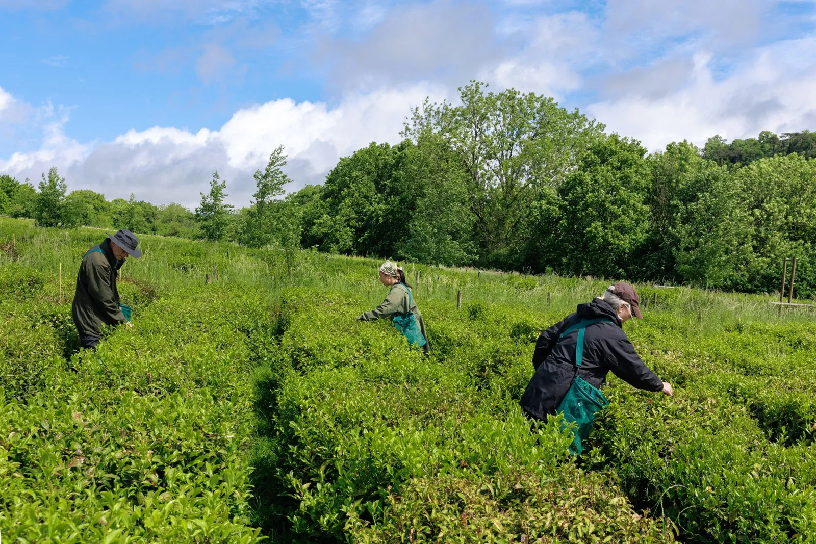 The Dartmoor Tea Estate team pick leaves in their field