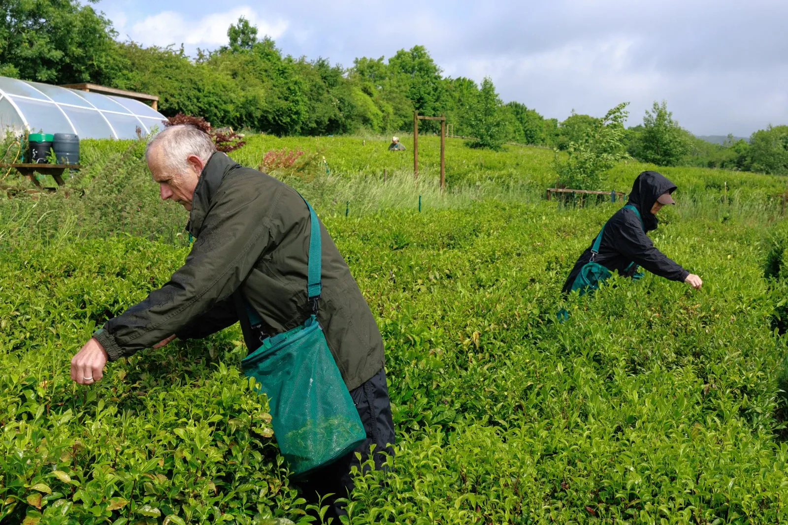 Tea farmers pick tea on a rainy day